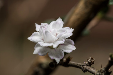 Fototapeta na wymiar A beautiful white little flower