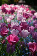 Pink tulips
