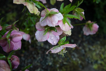 Pink hellebore