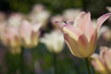 Blush pink tulip