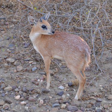 Tiny rare Sharpe's grysbok antelope with tiny horns looking backwards in an alert state in Kruger National Park in South Africa