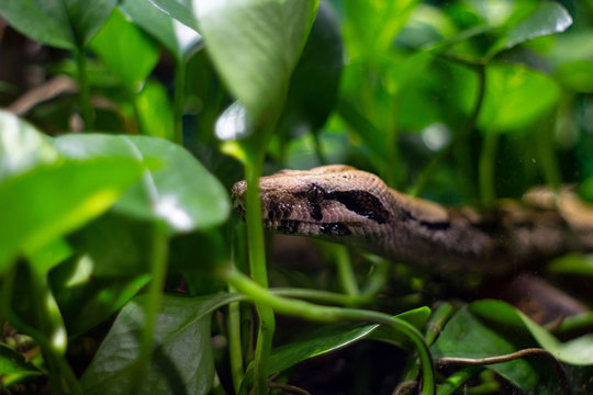 snake