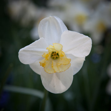 White and yellow daffodile