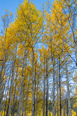 Fototapeta premium Fall Foliage In Golden Gate State Park, Golden Colorado