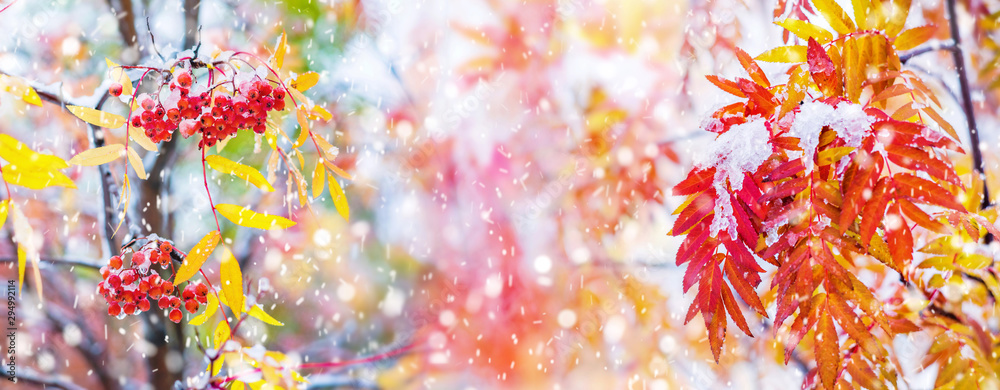 Poster bunches of red rowan covered by the first snow. red rowan berries with yellow leaves in the snow.