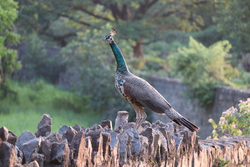 Peacock sitting on the fence