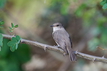 Swamp flycatcher (Muscicapa aquatica)