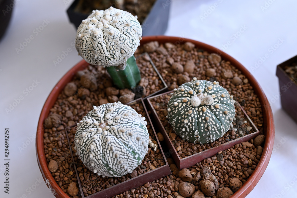 Sticker cactus in a pot with spines.