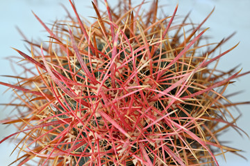 Fototapeta premium Detail of cactus with spines.