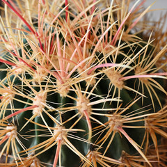 Detail of cactus with spines.