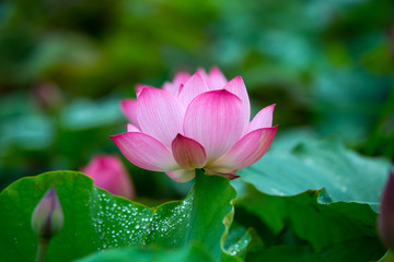 Beautiful Purple lotus flower or water lily. The background is lotus leaf and lotus bud in a pond. Beautiful sunlight and sunshine in the morning.