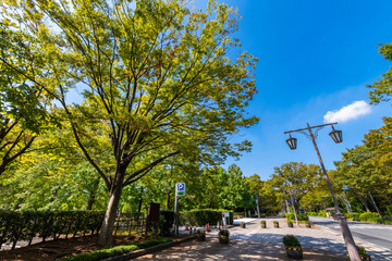 柏の葉公園通りの並木道