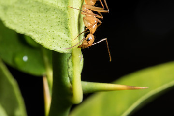An ant working around in a citric tree
