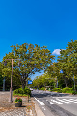 柏の葉公園通りの並木道
