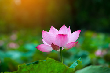 Obraz premium Beautiful Purple lotus flower or water lily. The background is lotus leaf and lotus bud in a pond. Beautiful sunlight and sunshine in the morning.