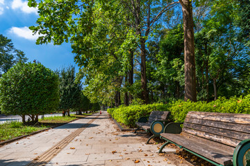 柏の葉公園の並木道