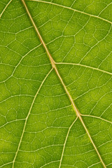 green leaf with anatomy and structure, macro view anatomy and texture green leaf.