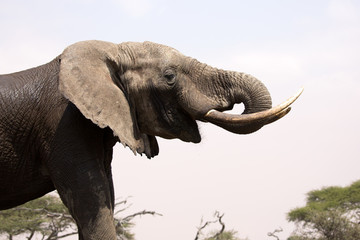 Elephants (Loxodonta africana) in Kenya Africa	