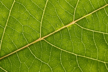 green leaf with anatomy and structure, macro view anatomy and texture green leaf.