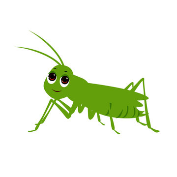 Green Cricket - Cartoon Vector Image
