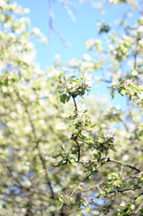 lush and abundant Apple blossom in the spring garden