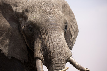 Fototapeta premium Elephant (Loxodonta africana) tusk and trunk close-up - Kenya.
