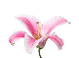 Fototapeta na wymiar Pink and white lily isolated on a white background. 