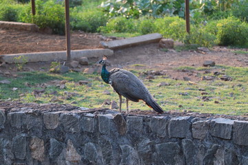 Peacock sitting on the fence