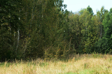 Beautiful forest landscape in early autumn. Natural background