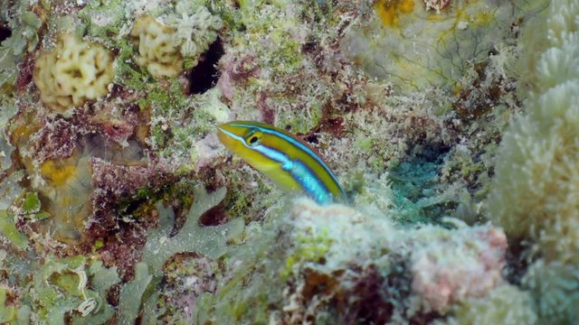 Small coral fish Slender sabretooth blenny (Aspidontus dussumieri) hides in a tube of algae or sea sponge. Closeup