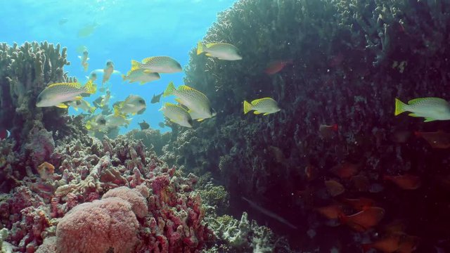 A flock of beautiful coral fish (Pempheris and Blackspotted sweetlip) swirls around the coral at the bottom of the sea in crystal clear water