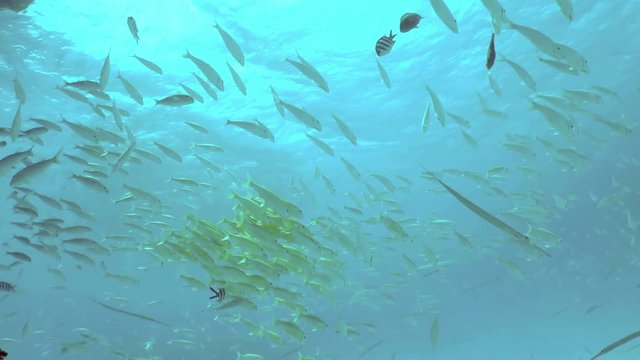 A tropical fish underwater background. Coral reef life