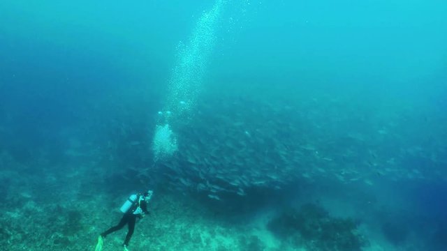 A diver studying huge flock of fish. Swarm of trevallies a fish tornado