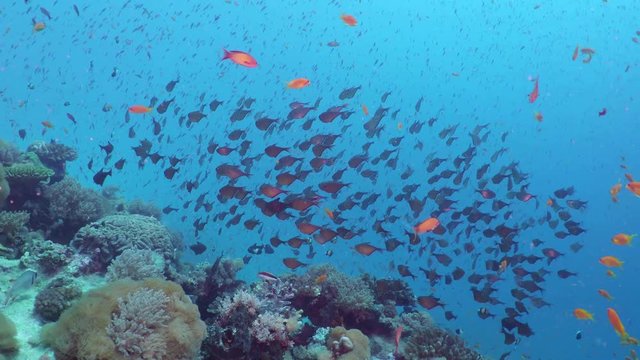 A flock of beautiful little coral fish (Pempheris)swirls around the coral at the bottom of the sea in crystal clear water