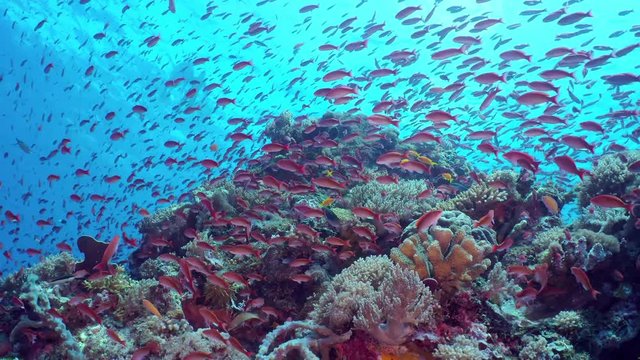 Flock of small beautiful red fishes Silverstreak anthias (Pseudanthias cooperi) at the bottom of the sea. Two divers at backstage exploring the reef.