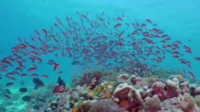 Flock of small beautiful red fishes Silverstreak anthias (Pseudanthias cooperi) at the bottom of the sea.
