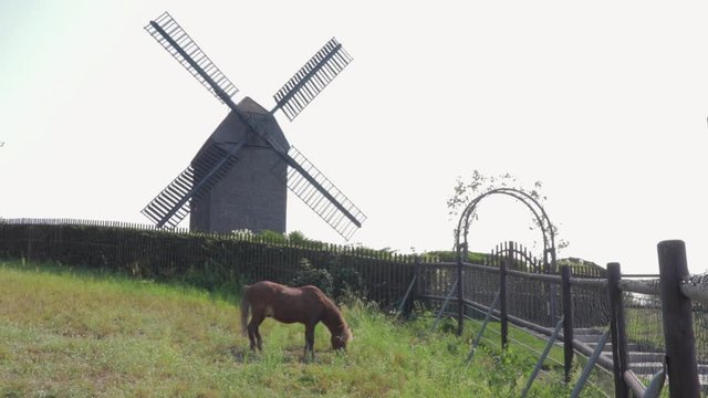 Small brown pony grazing in front of mill