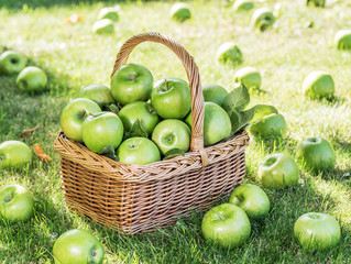 Apple harvest. Ripe green apples in the basket on the green grass.