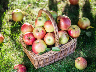Apple harvest. Ripe red apples in the basket on the green grass.