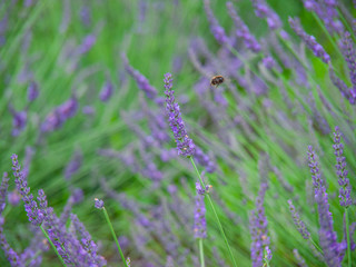 ラベンダー_2