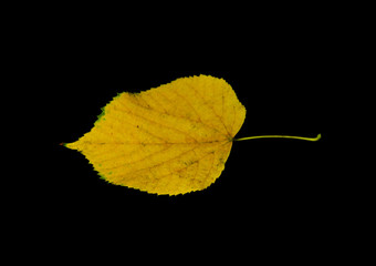 dry leaves isolated on black background