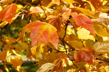 Close up view of red maple (acer rubrum) leaves showing early autumn color changes