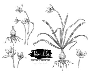 Fototapeta na wymiar Sketch Floral Herbal Set. Rain Lily flower drawings. Black and white with line art on white backgrounds. Hand Drawn Botanical Illustrations.Nature Vector.