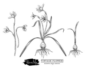 Sketch Floral Herbal Set. Rain Lily flower drawings. Black and white with line art on white backgrounds. Hand Drawn Botanical Illustrations.Nature Vector.