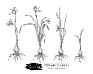 Naklejka na ściany i meble Sketch Floral Herbal Set. Rain Lily flower drawings. Black and white with line art on white backgrounds. Hand Drawn Botanical Illustrations.Nature Vector.