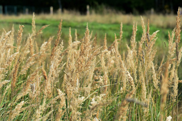 Tops of dry grass in a forest glade on a sunny autumn day