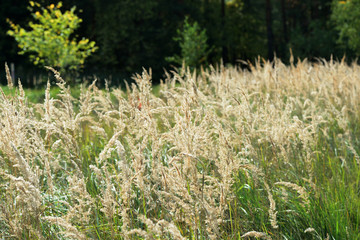 Tops of dry grass in a forest glade on a sunny autumn day