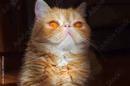 Portrait Of A Short Haired Exotic Cat Indoors Stock Photo And