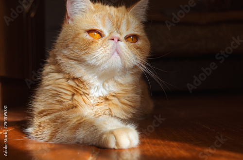 Portrait Of A Short Haired Exotic Cat Indoors Stock Photo And