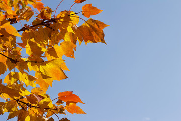 Close up view of red maple (acer rubrum) leaves showing early autumn color changes, with blue sky and copy space